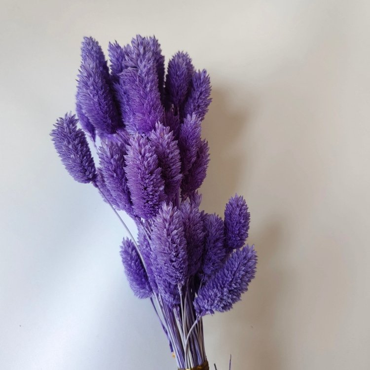 Real Gem Grass for Flower Arrangements and Wedding/Bouquet Making dried flower phalaris for Home and Graduation Decorations