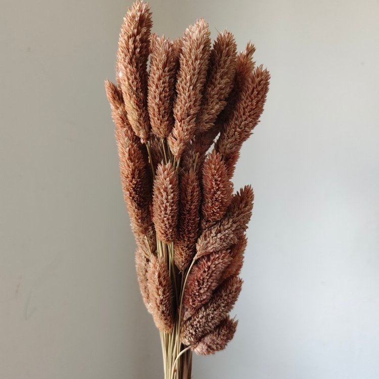 Real Gem Grass for Flower Arrangements and Wedding/Bouquet Making dried flower phalaris for Home and Graduation Decorations