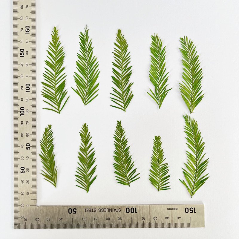 Metasequoia Natural Dried Leaves Dry Leaf Leaves Mixed Wholesale Accept Custom