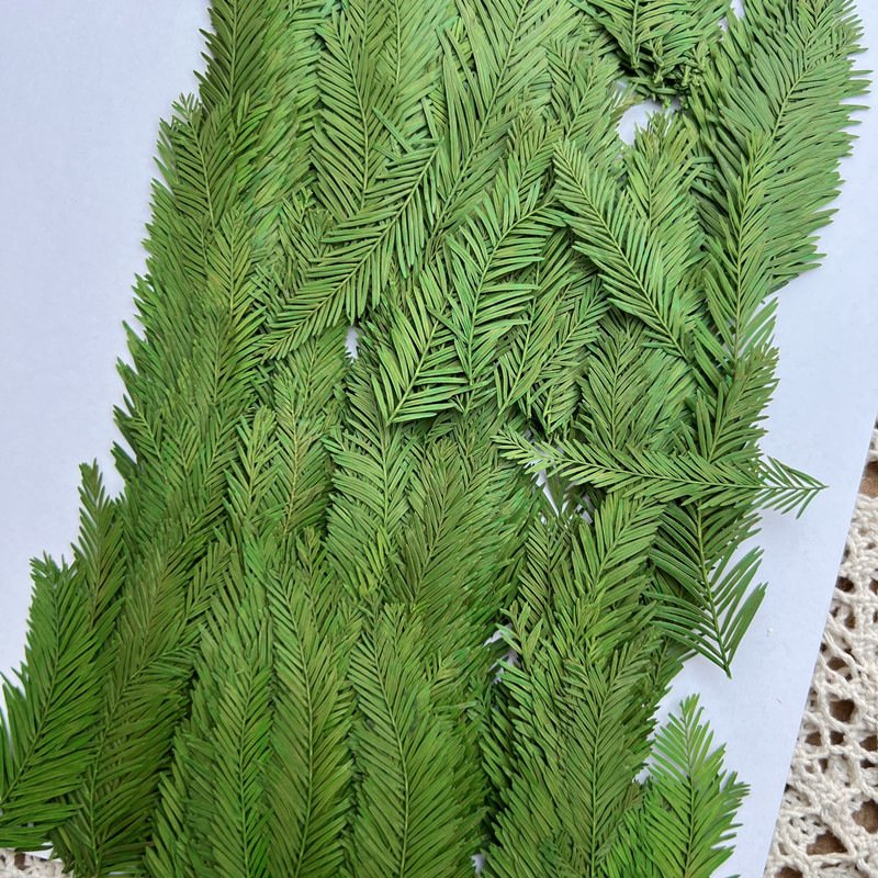 Metasequoia Natural Dried Leaves Dry Leaf Leaves Mixed Wholesale Accept Custom