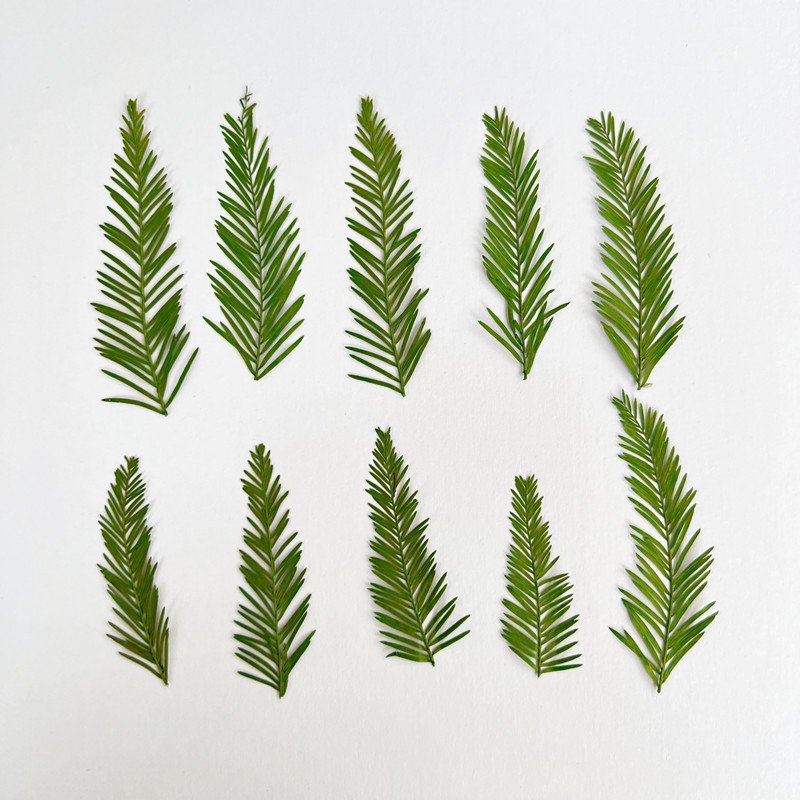 Metasequoia Natural Dried Leaves Dry Leaf Leaves Mixed Wholesale Accept Custom