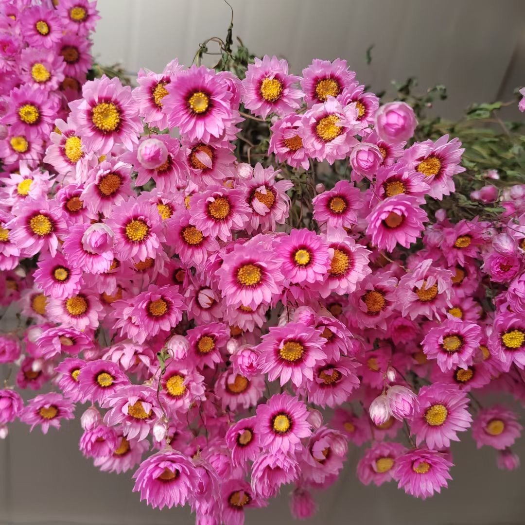 wholesale ins popular real natural dried flowers plants everlasting daisy dried rhodanthe for diy craft home wedding decor