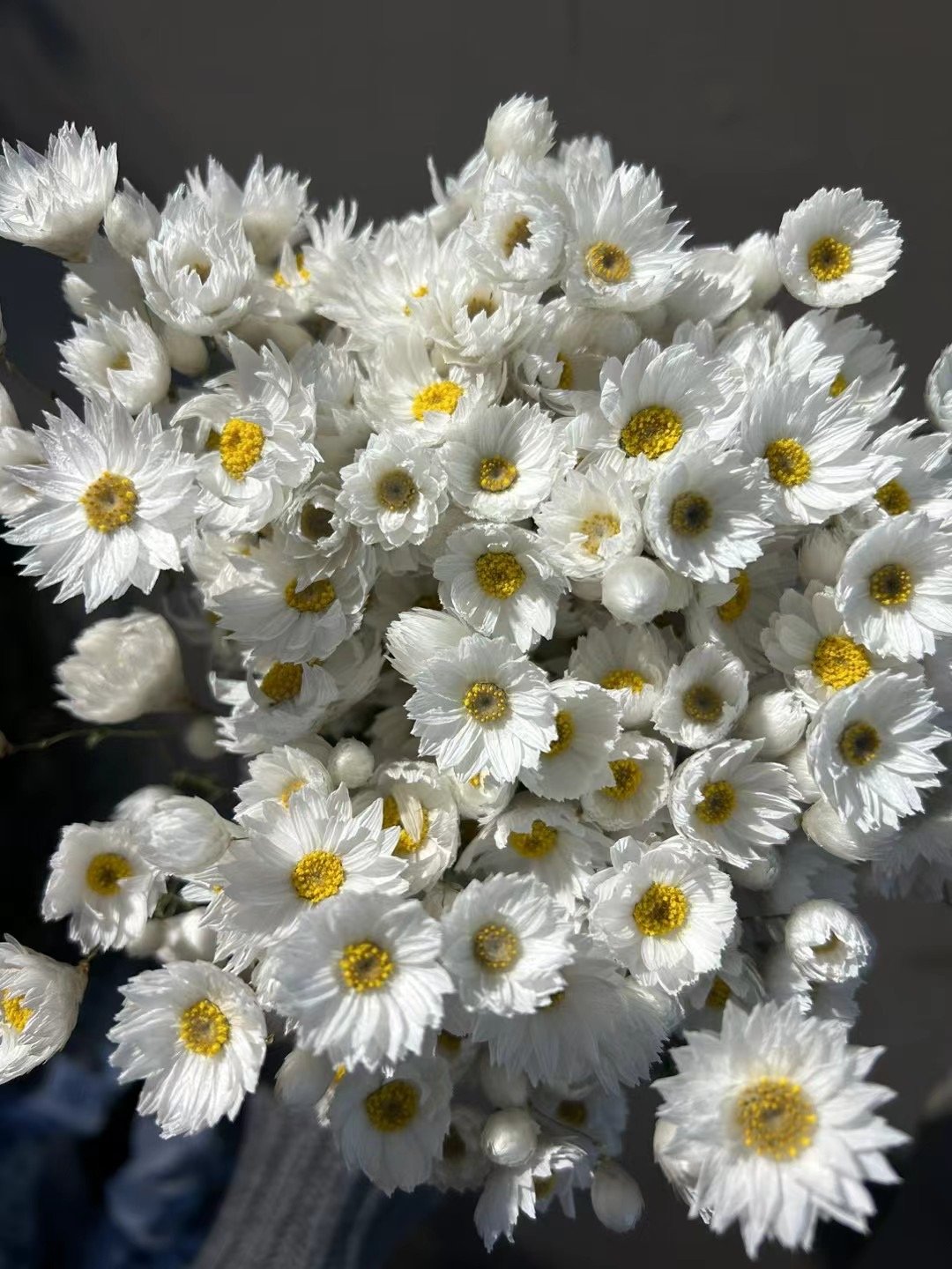 wholesale ins popular real natural dried flowers plants everlasting daisy dried rhodanthe for diy craft home wedding decor