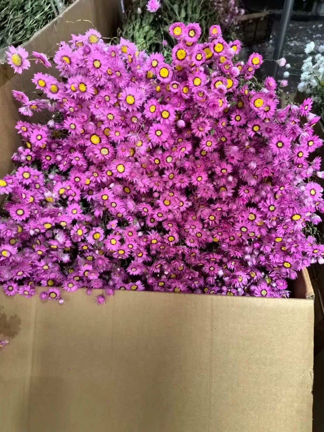 wholesale ins popular real natural dried flowers plants everlasting daisy dried rhodanthe for diy craft home wedding decor