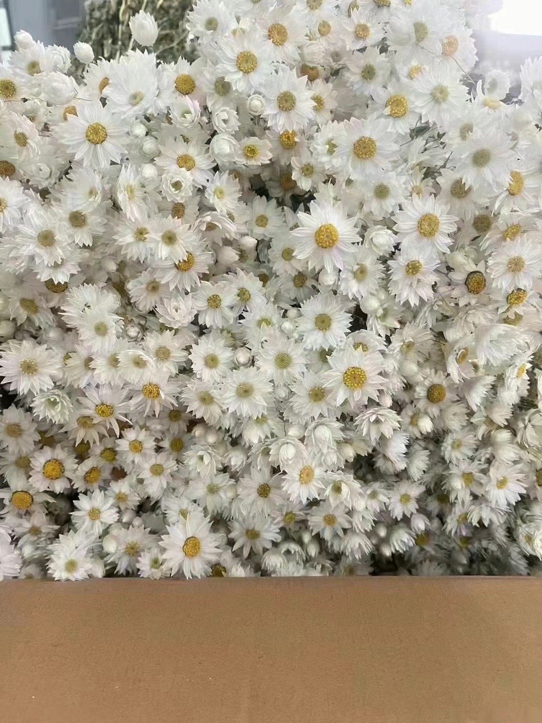 wholesale ins popular real natural dried flowers plants everlasting daisy dried rhodanthe for diy craft home wedding decor