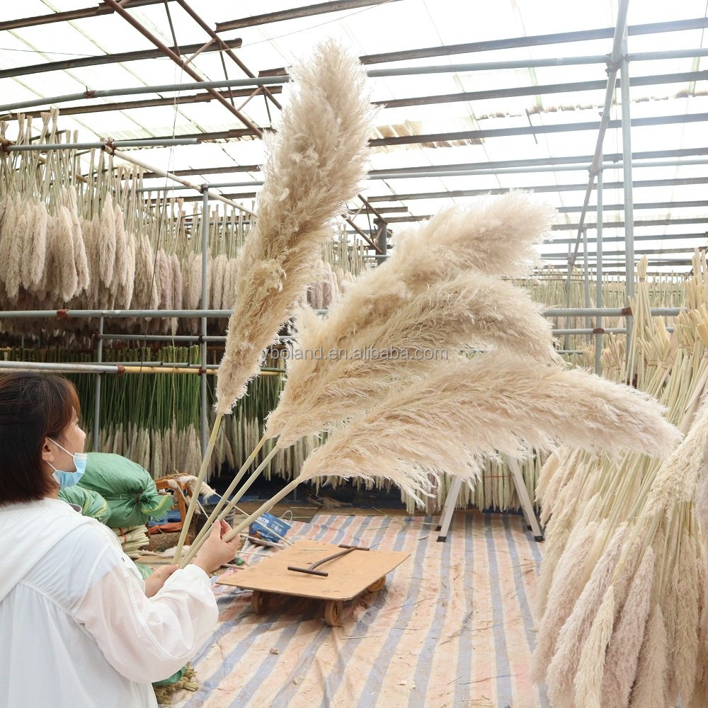 L-PP Wholesale Boho Wedding 120cm Tall Natural Dry Pampasgras Flower Beige Large Fluffy Dried Decor Pampas Grass for Sale