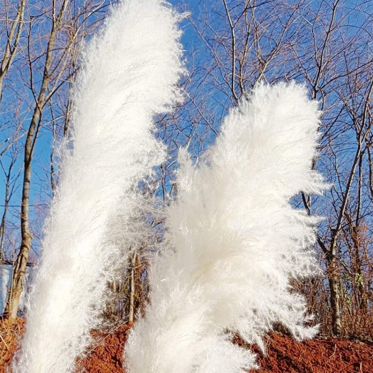 L-PP Wholesale Boho Wedding 120cm Tall Natural Dry Pampasgras Flower Beige Large Fluffy Dried Decor Pampas Grass for Sale