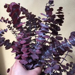 Eucalyptus