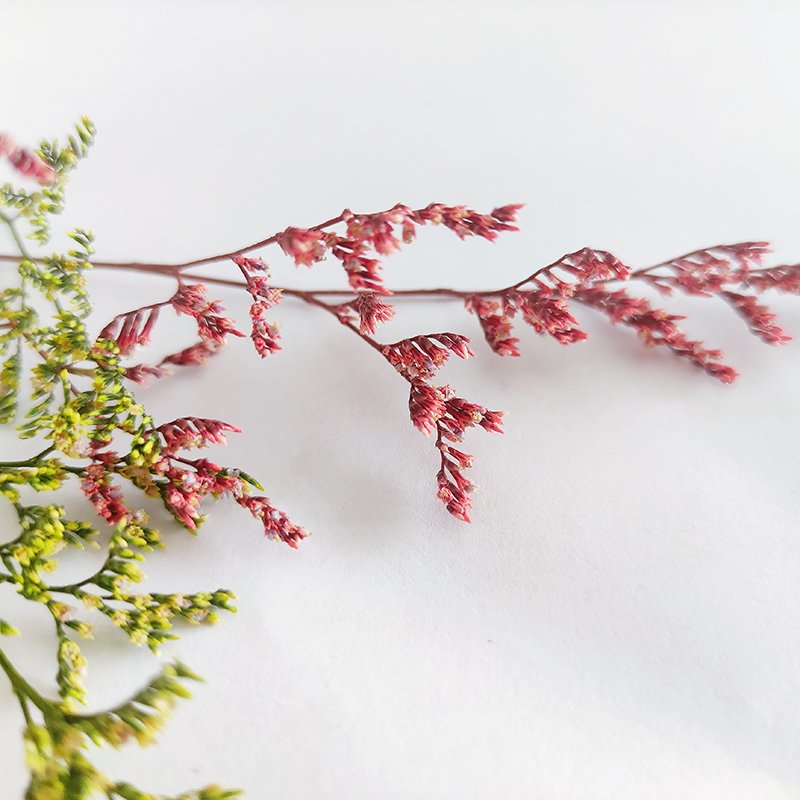 preserved natural dried flowers wholesale caspia Misty Limonium Preserved Limonium Flowers grass preserved flowers and plants