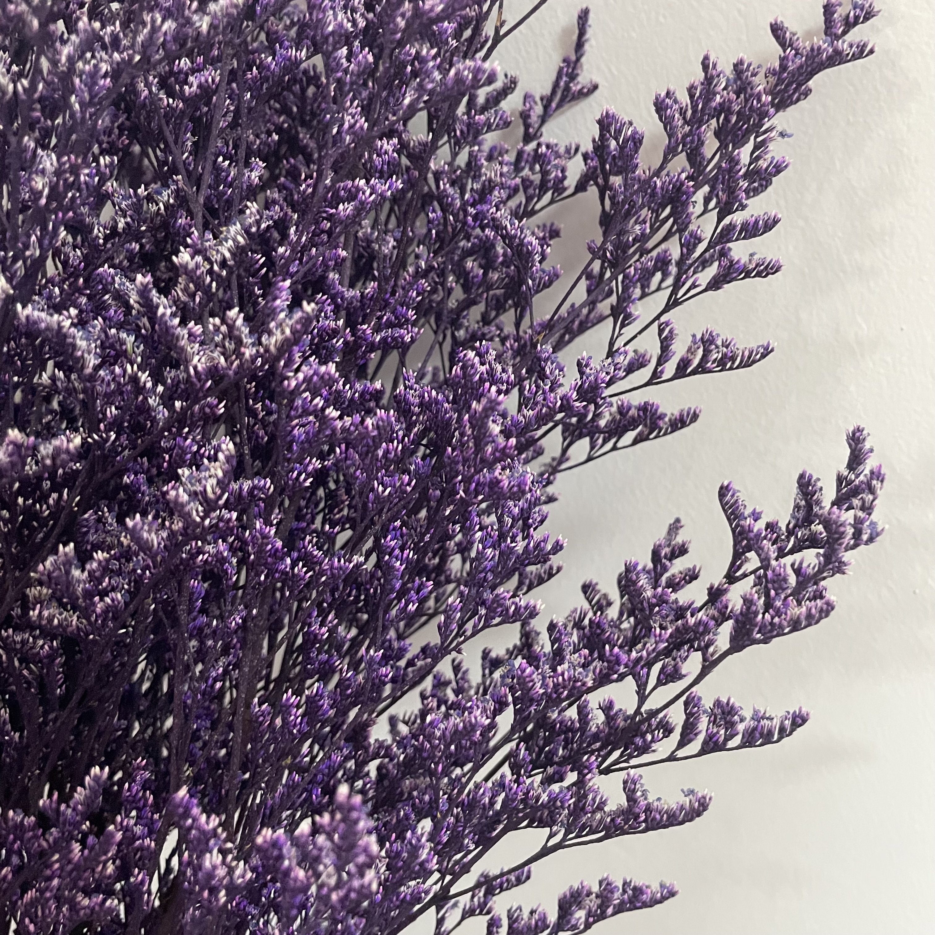 preserved natural dried flowers wholesale caspia Misty Limonium Preserved Limonium Flowers grass preserved flowers and plants