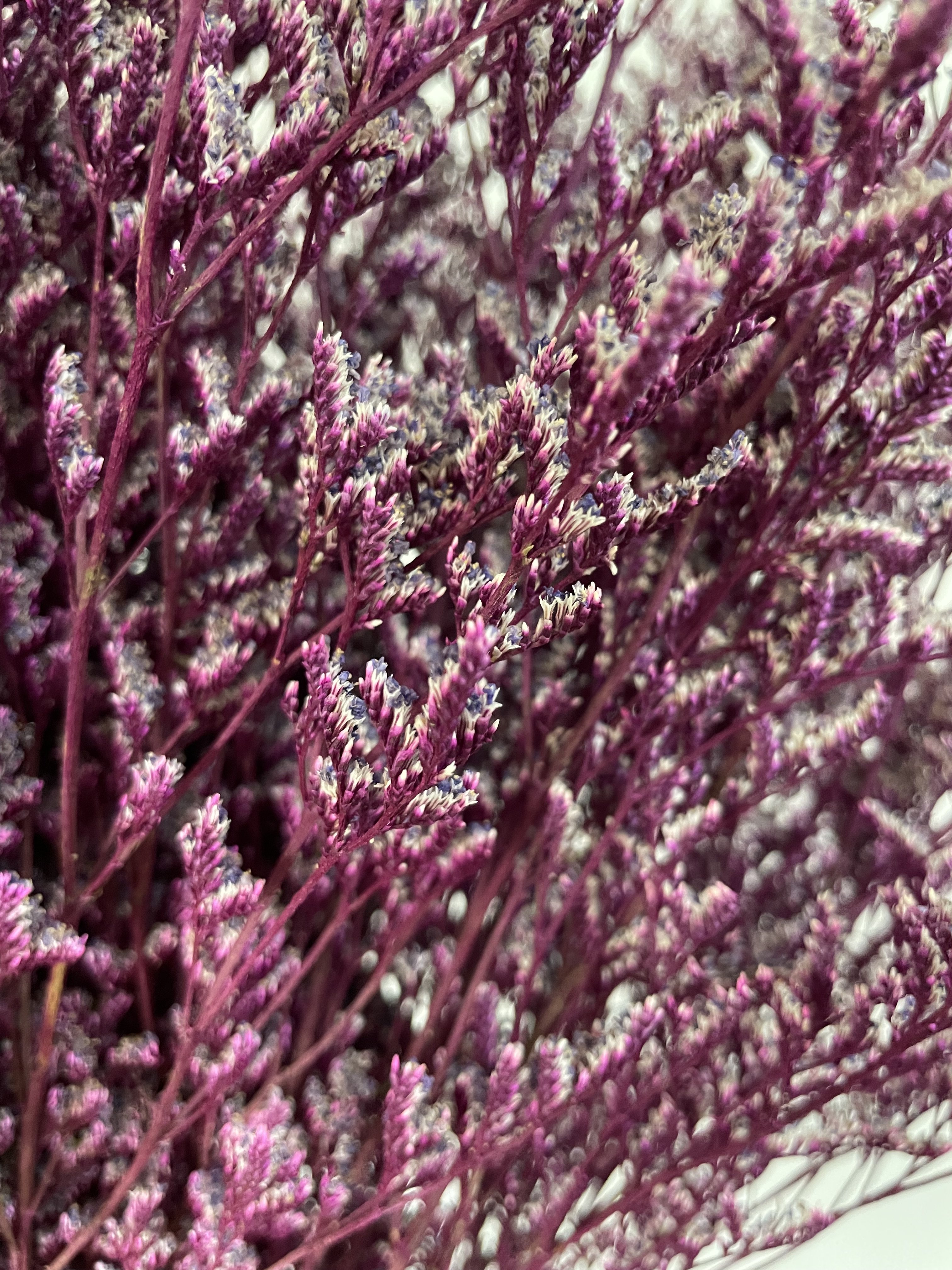 preserved natural dried flowers wholesale caspia Misty Limonium Preserved Limonium Flowers grass preserved flowers and plants