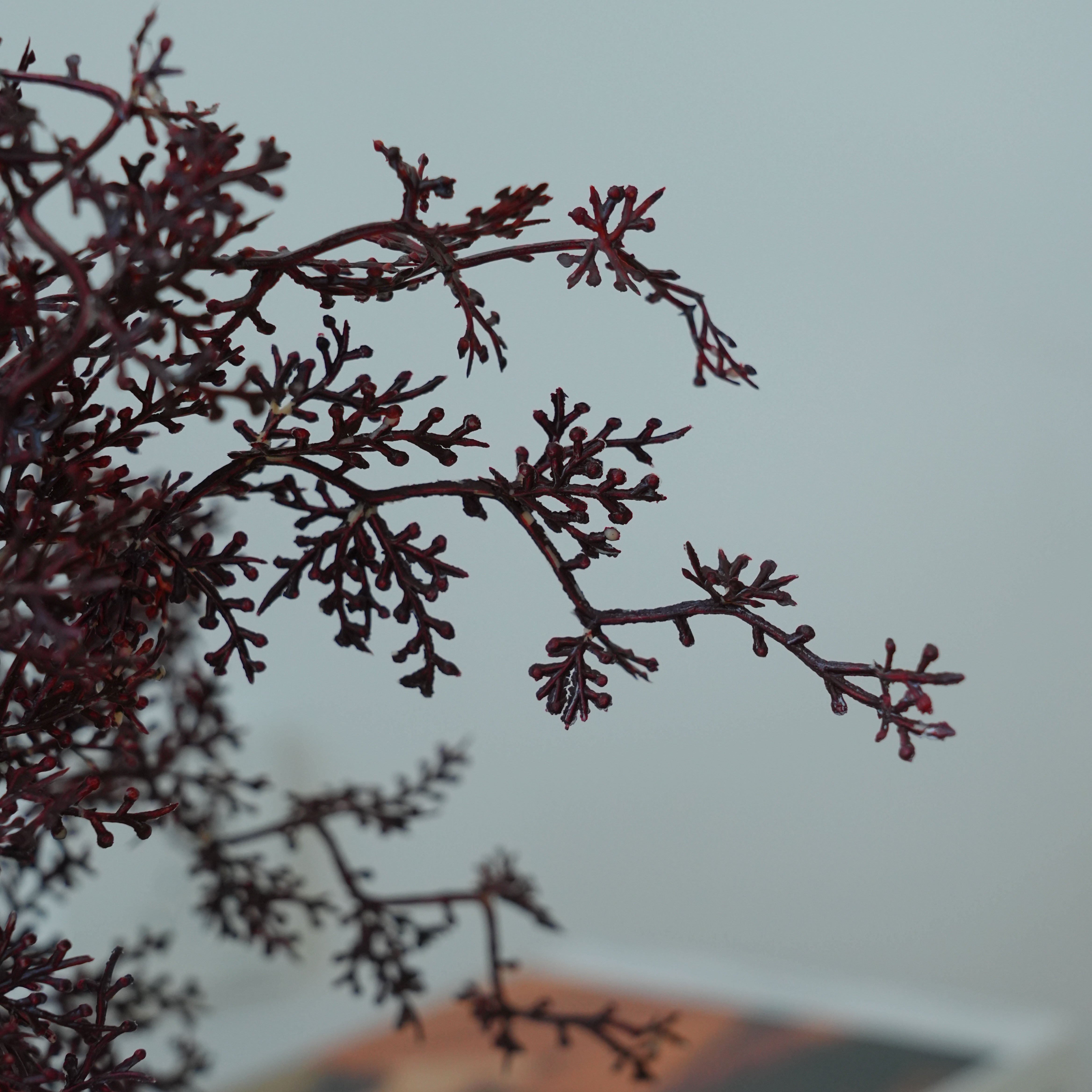 Wholesale Preserved Dried Flower Natural BabyBreath Dried Preserved Flower Gypsophila for Wedding