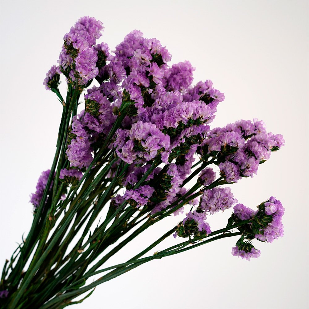 Manufacturer Dried Flowers Bundles Forget Me Not Preserved Dried Flowers Bouquet For Home Party Wedding Decoration