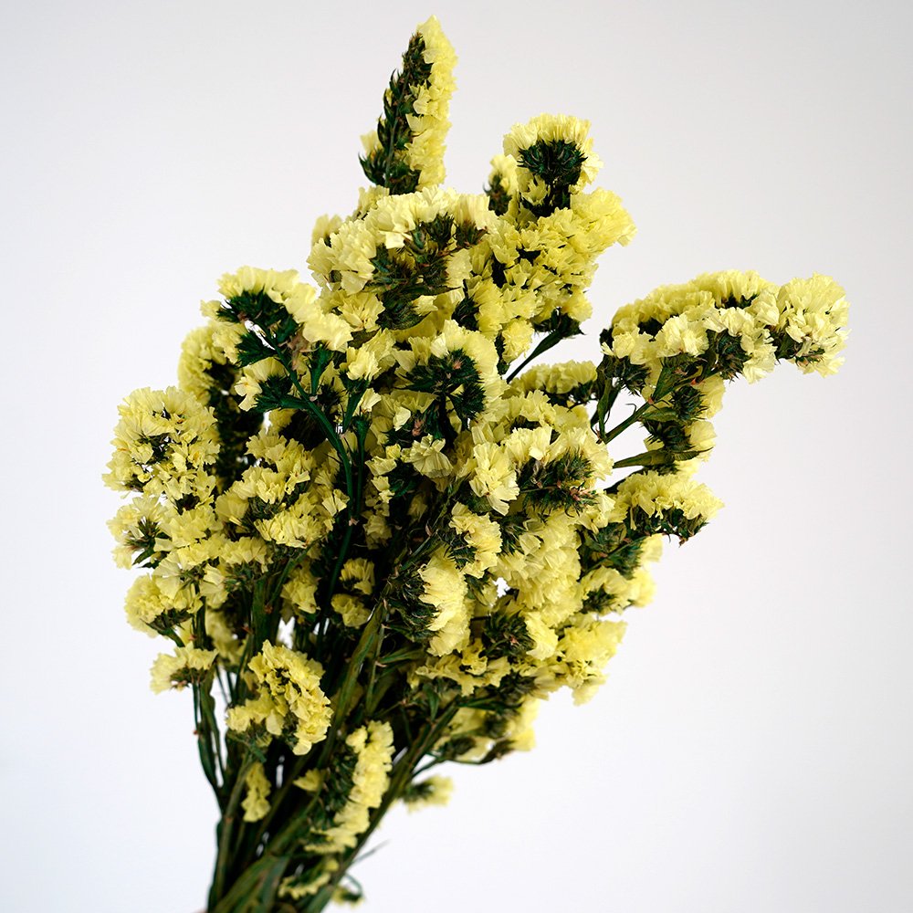 Manufacturer Dried Flowers Bundles Forget Me Not Preserved Dried Flowers Bouquet For Home Party Wedding Decoration