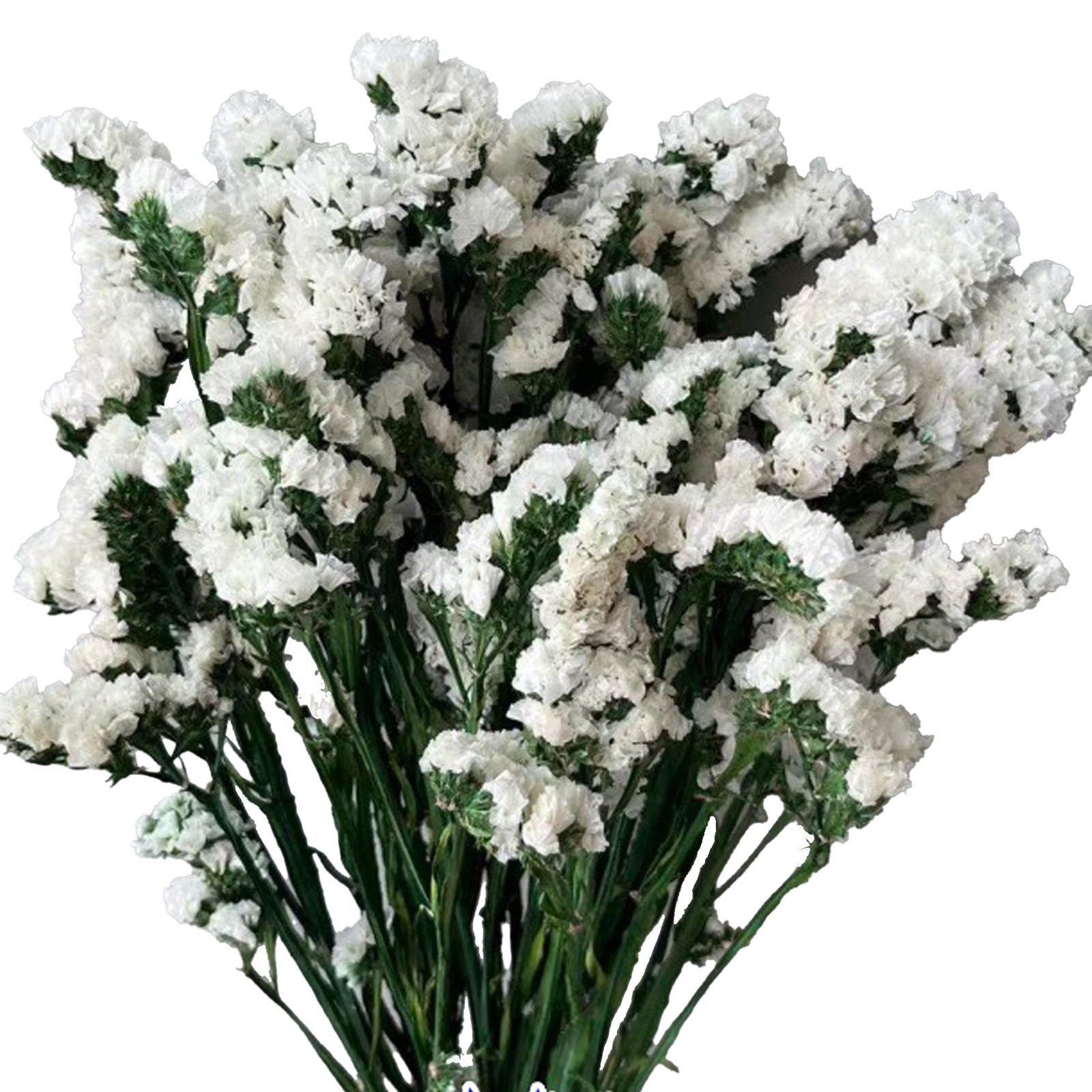 Manufacturer Dried Flowers Bundles Forget Me Not Preserved Dried Flowers Bouquet For Home Party Wedding Decoration