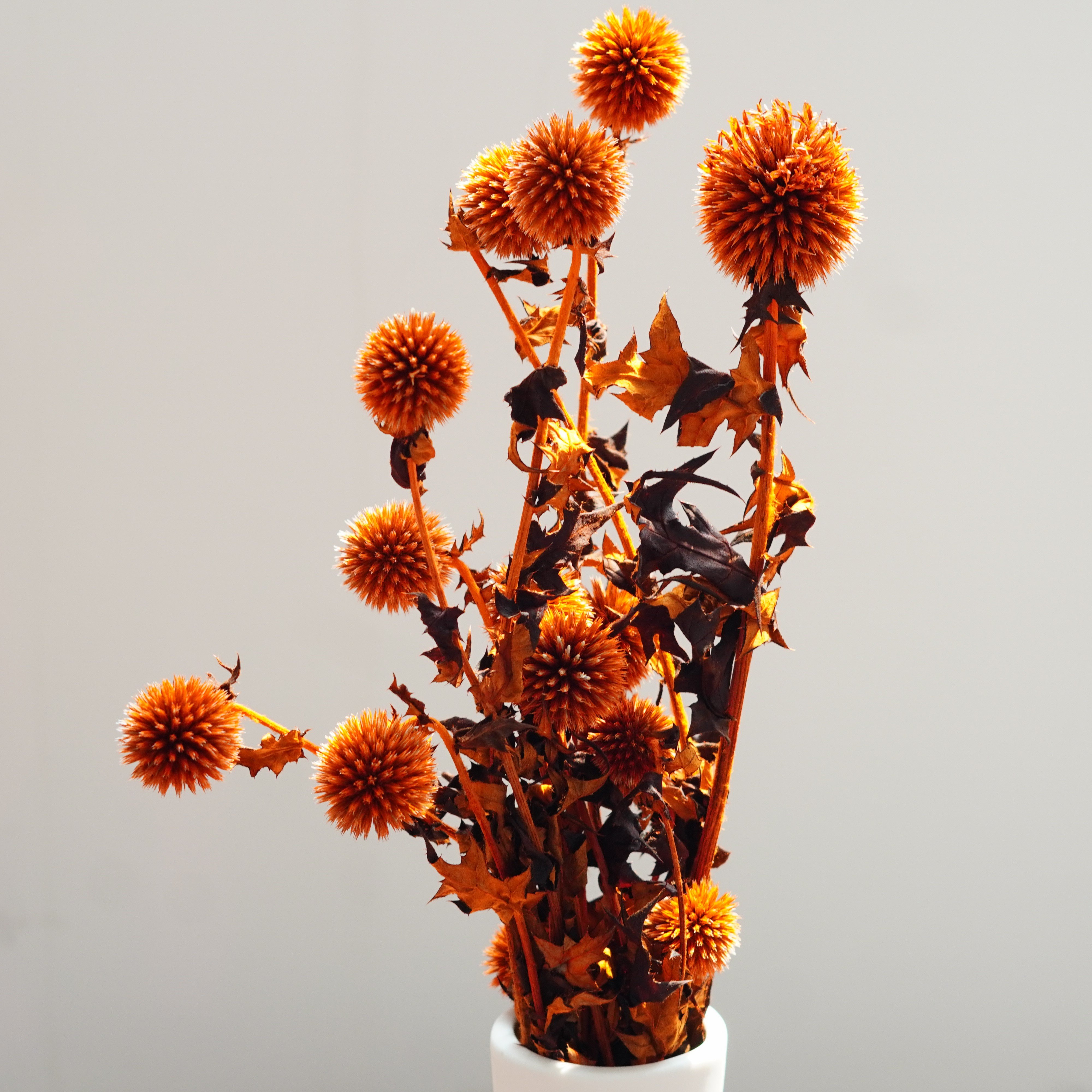 Blue Planet Dried Echinops flowers for decor, dried flower arrangements,Dried Globe Thistle