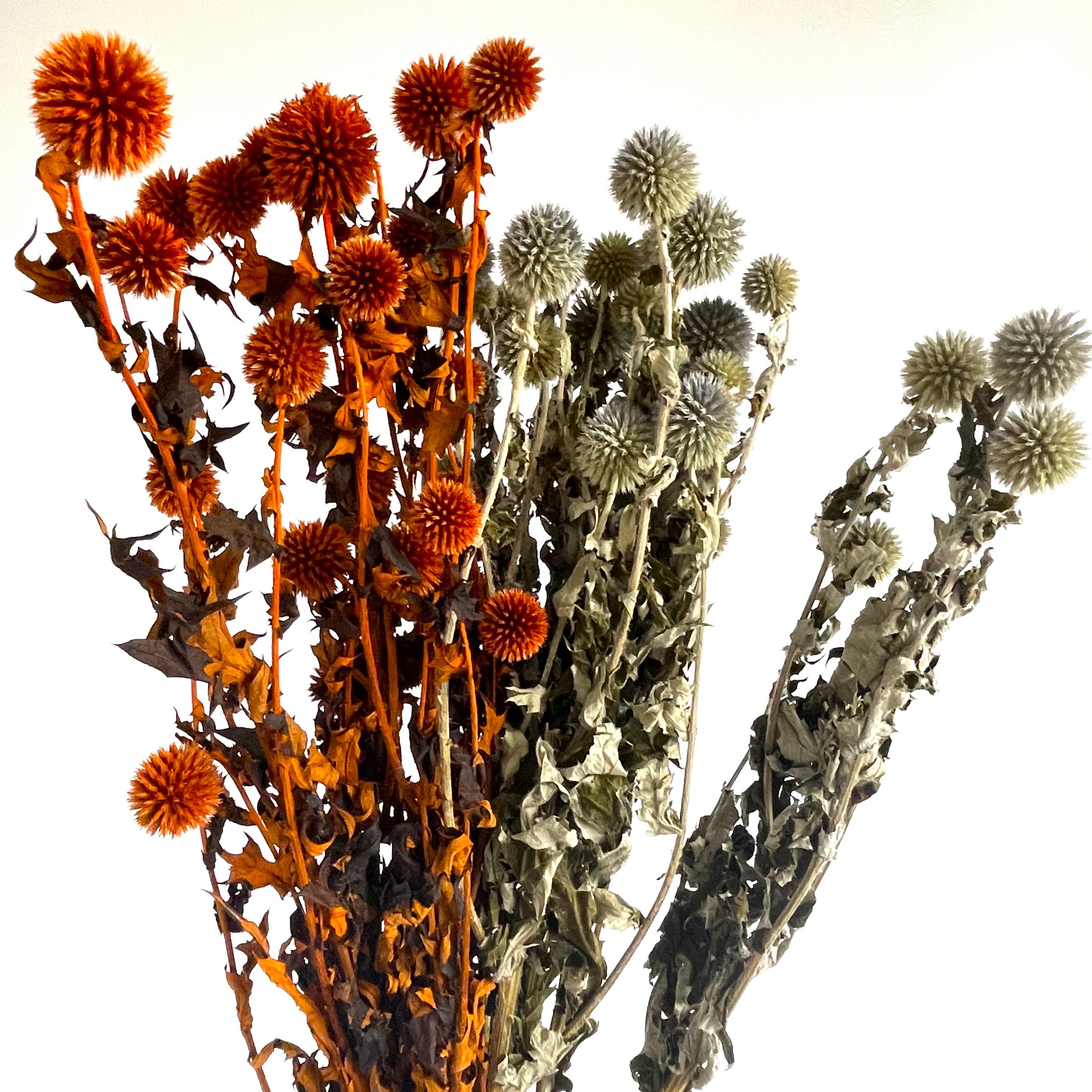 Blue Planet Dried Echinops flowers for decor, dried flower arrangements,Dried Globe Thistle