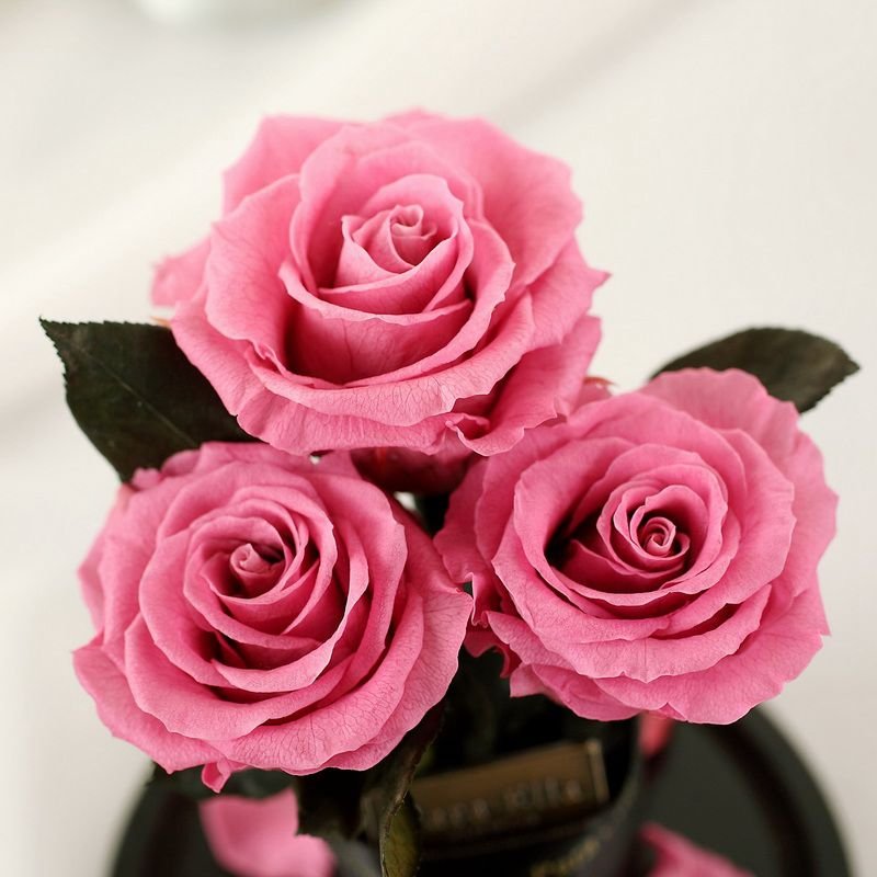 Colorful preserved freeze dried roses flower in glass