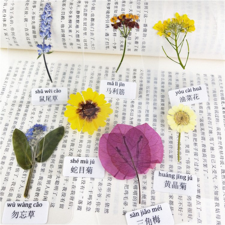 Laminated Dried Flower Specimen Laminated Real Flowers Specimens