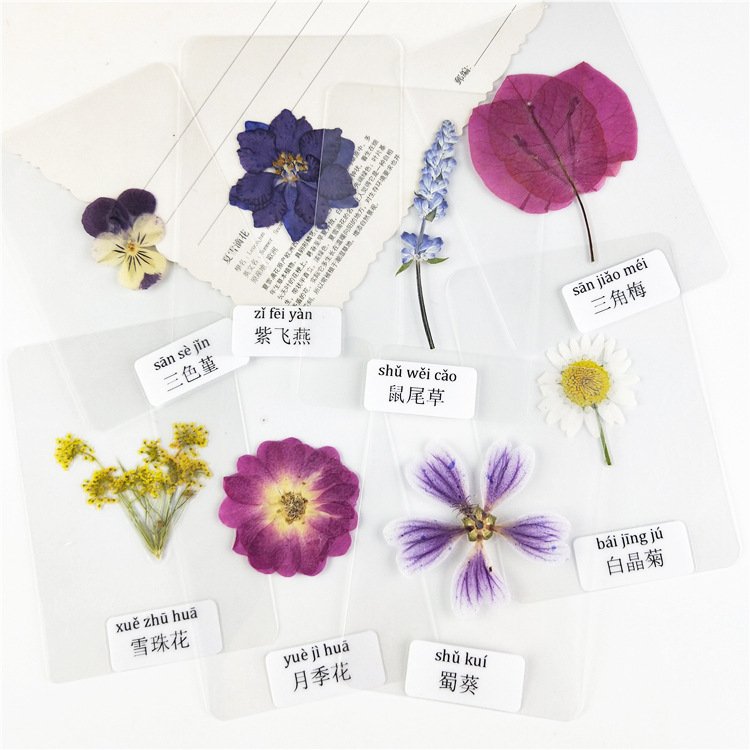 Laminated Dried Flower Specimen Laminated Real Flowers Specimens