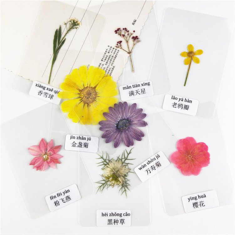 Laminated Dried Flower Specimen Laminated Real Flowers Specimens