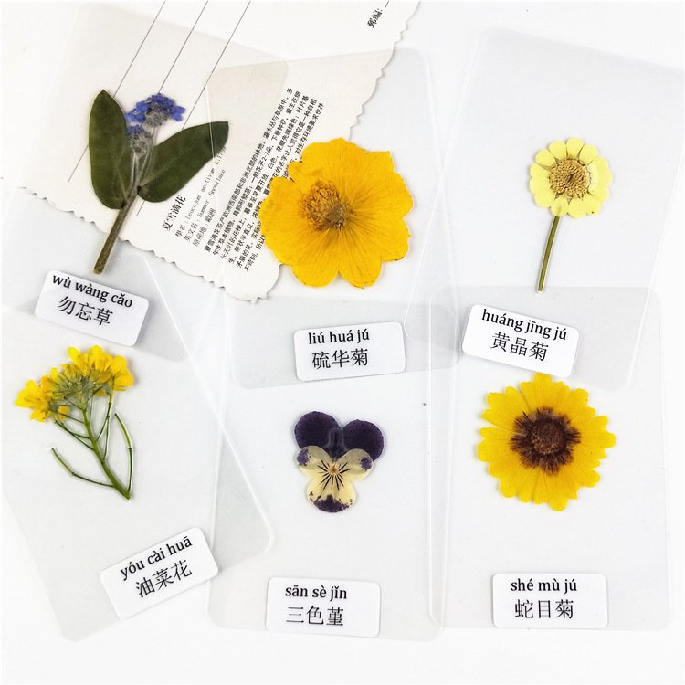 Laminated Dried Flower Specimen Laminated Real Flowers Specimens