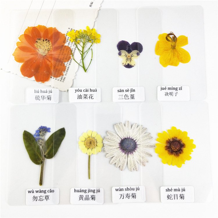 Laminated Dried Flower Specimen Laminated Real Flowers Specimens