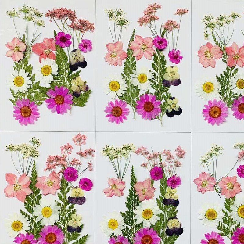 Natural Pressed Decorative Dried Flowers Dried Flower Petals for DIY Phone Case Resin/Decal Frame Decorative Dried Flowers