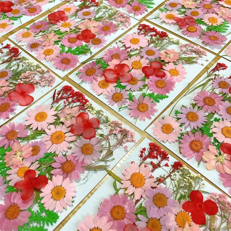 Natural Pressed Decorative Dried Flowers Dried Flower Petals for DIY Phone Case Resin/Decal Frame Decorative Dried Flowers