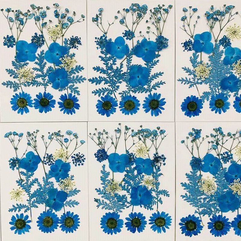 Natural Pressed Decorative Dried Flowers Dried Flower Petals for DIY Phone Case Resin/Decal Frame Decorative Dried Flowers