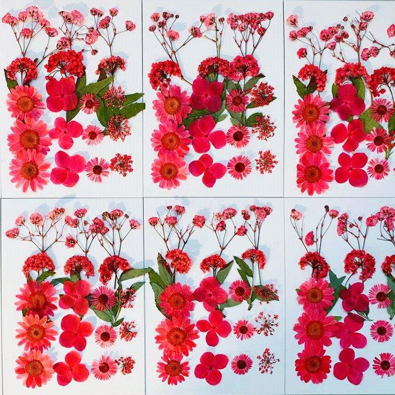 Natural Pressed Decorative Dried Flowers Dried Flower Petals for DIY Phone Case Resin/Decal Frame Decorative Dried Flowers