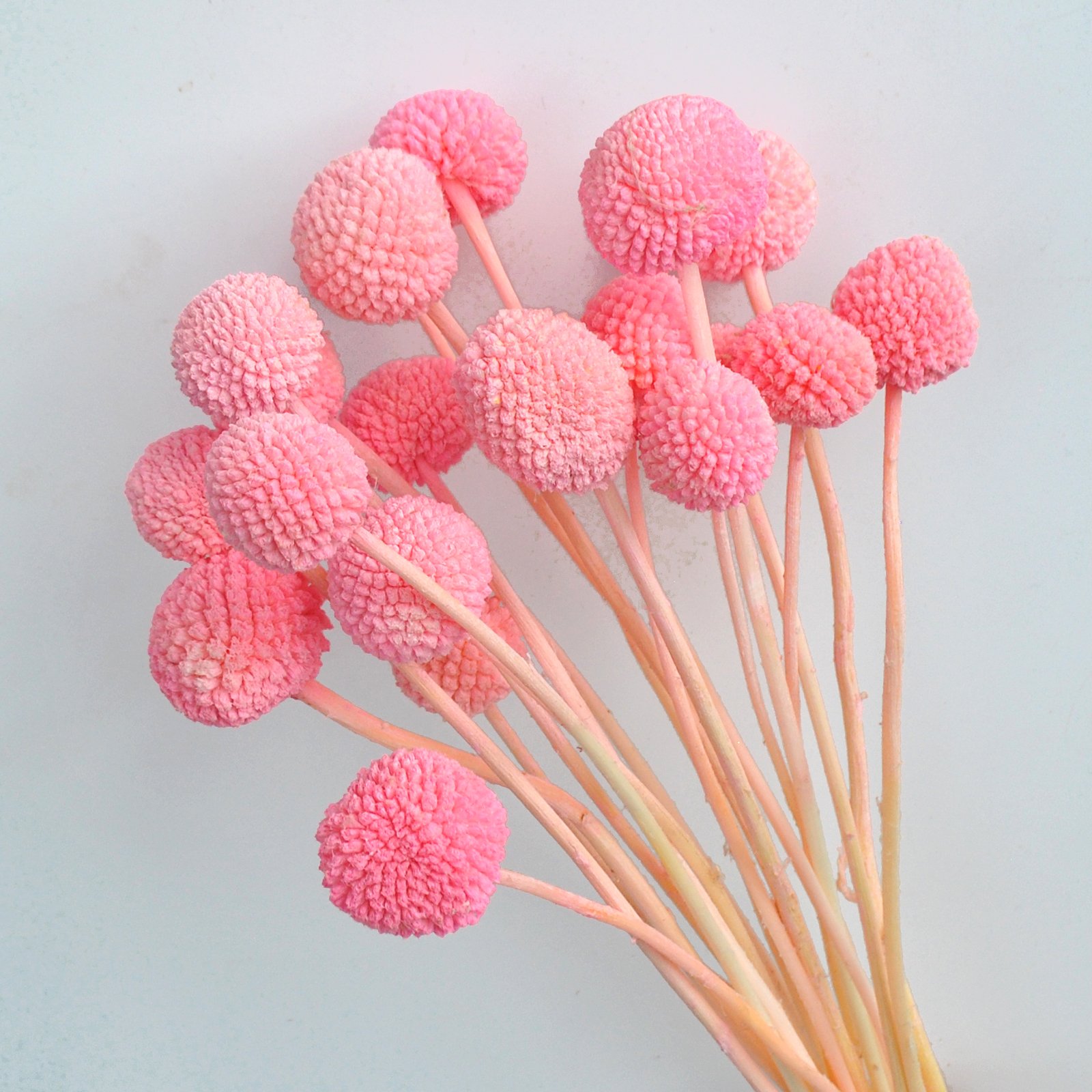 Billy Ball Flower Australian drumstick Chrysanthemum Eternal Life flower For Home wedding Party Themed Decorations