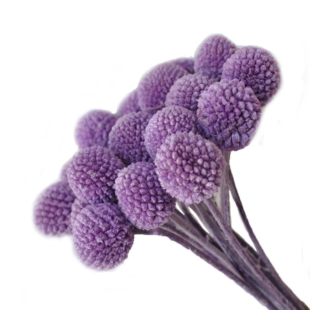 Billy Ball Flower Australian drumstick Chrysanthemum Eternal Life flower For Home wedding Party Themed Decorations