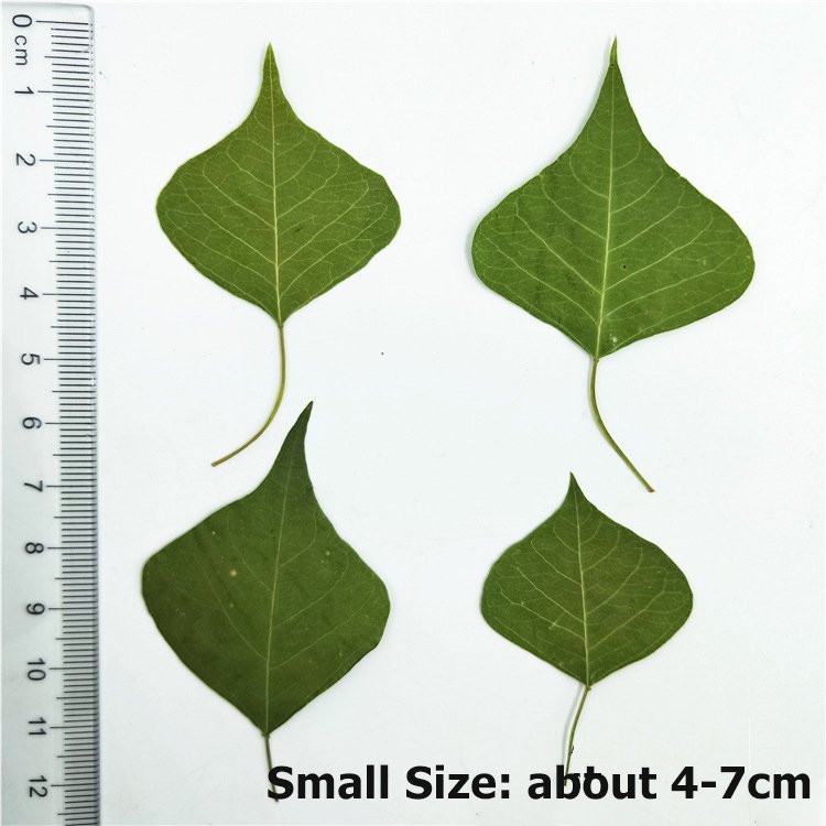 Chinese Tallowtree Root-Bark Excoecaria Sebifera Uapam Plant Leaves Dry Leaves Specimen