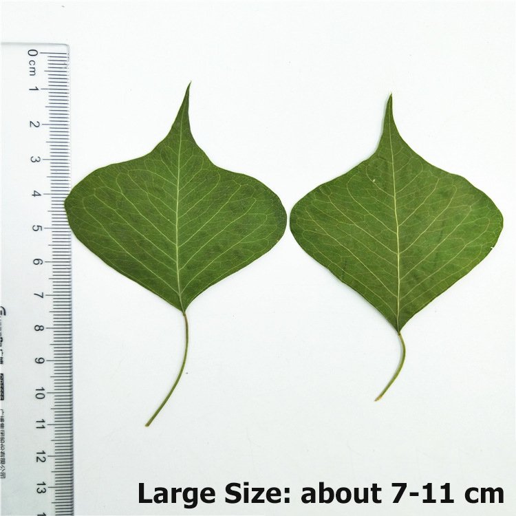 Chinese Tallowtree Root-Bark Excoecaria Sebifera Uapam Plant Leaves Dry Leaves Specimen