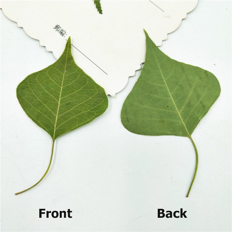 Chinese Tallowtree Root-Bark Excoecaria Sebifera Uapam Plant Leaves Dry Leaves Specimen