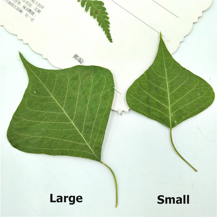 Chinese Tallowtree Root-Bark Excoecaria Sebifera Uapam Plant Leaves Dry Leaves Specimen