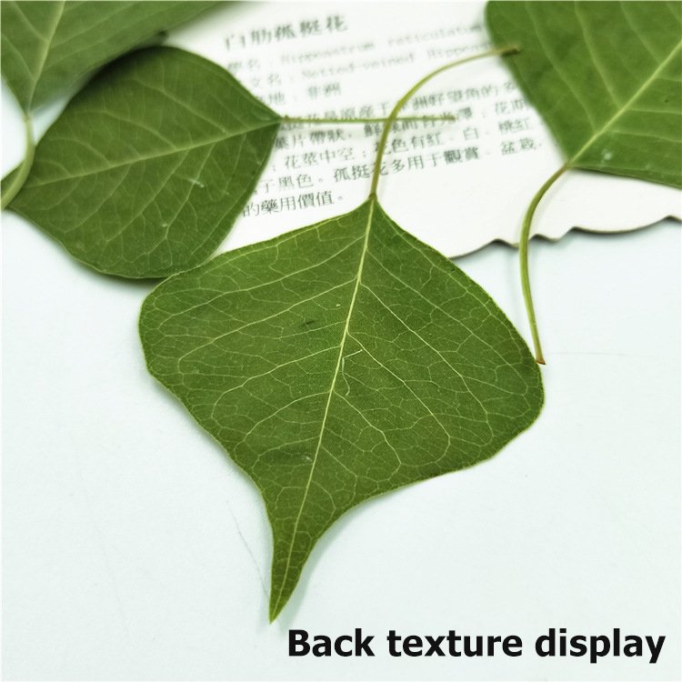 Chinese Tallowtree Root-Bark Excoecaria Sebifera Uapam Plant Leaves Dry Leaves Specimen