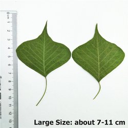 2-Large