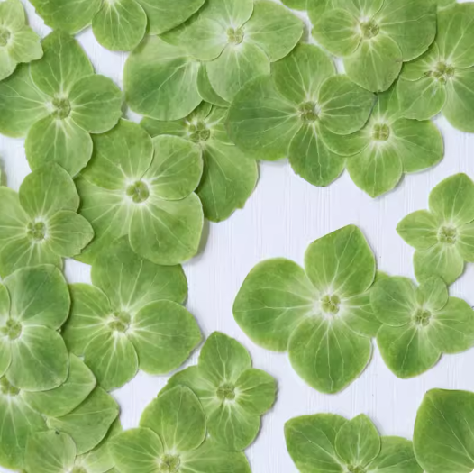 Natural Green Hydrangea Petal Card Making Supplies Resin Jewelry Natural Plant Eco-friendly Real Pressed Flower