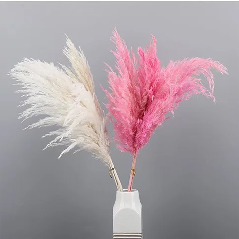 wholesale decorative flower Most popular cheap dried flowers fluffy white brown pampas grass for decoration