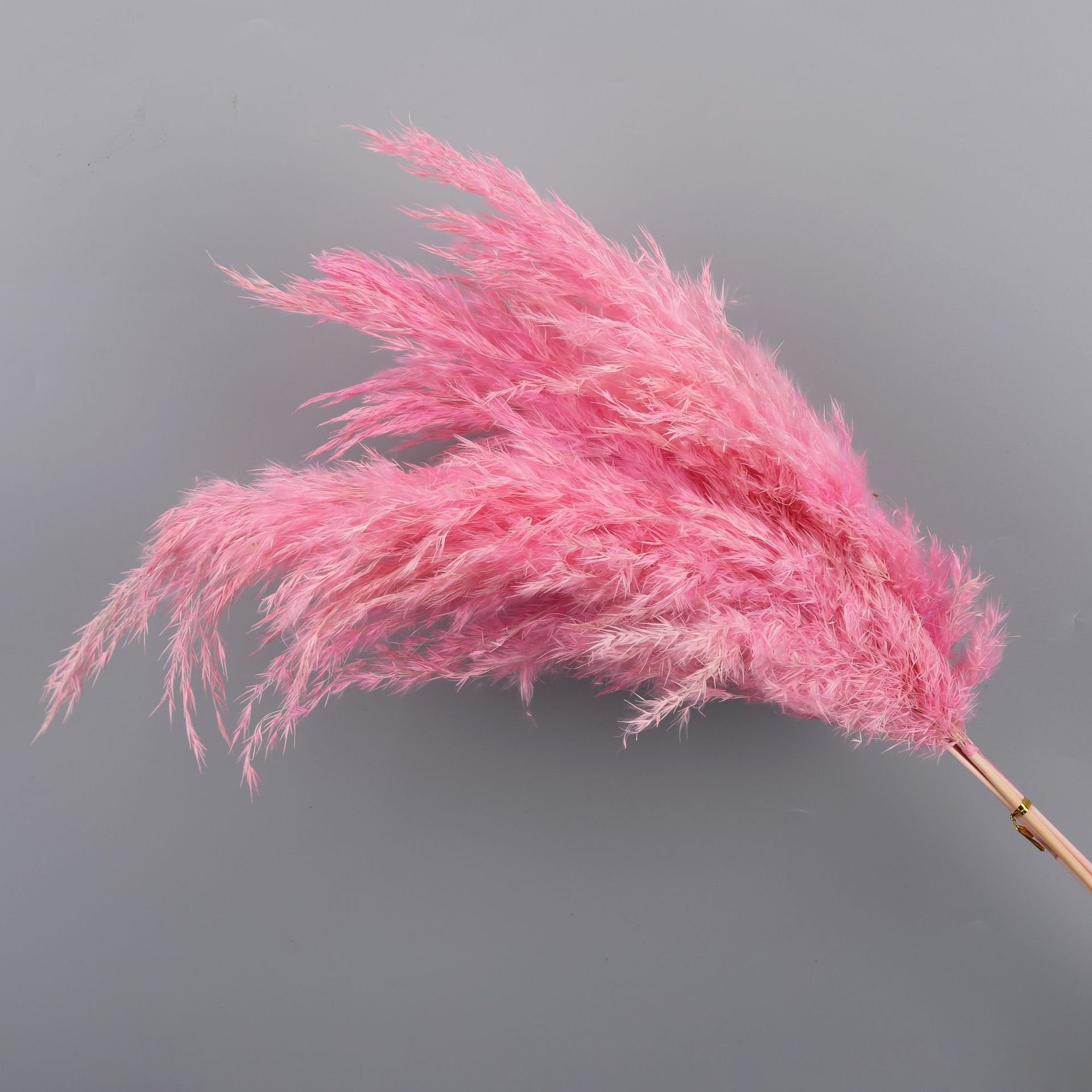 wholesale decorative flower Most popular cheap dried flowers fluffy white brown pampas grass for decoration