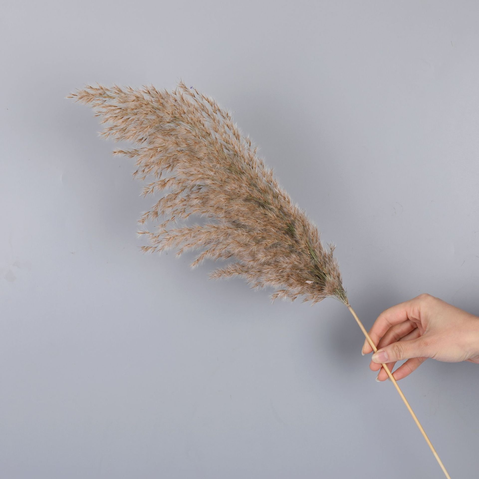 wholesale decorative flower Most popular cheap dried flowers fluffy white brown pampas grass for decoration