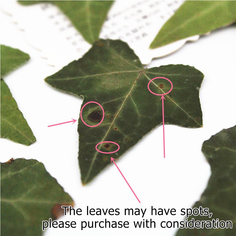 Ivy Leaf Factory Popular Dried Large Ivy Leaves For DIY Decoration Material