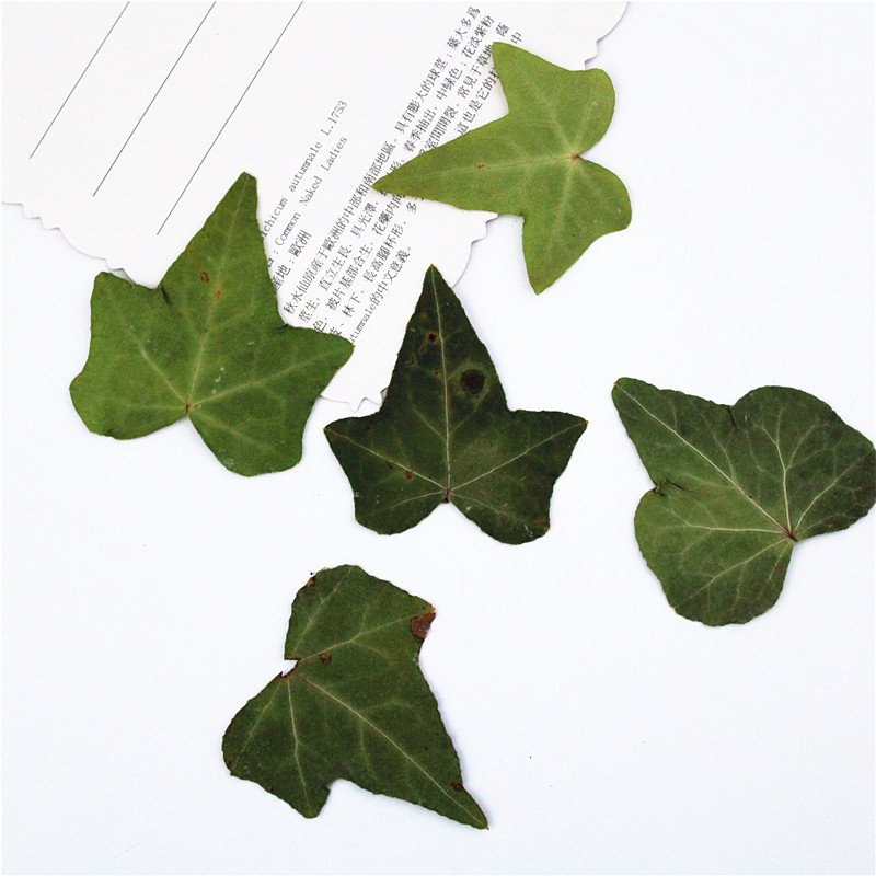 Ivy Leaf Factory Popular Dried Large Ivy Leaves For DIY Decoration Material