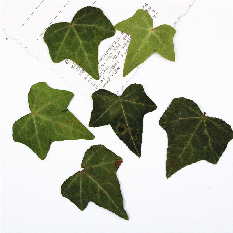 Ivy Leaf Factory Popular Dried Large Ivy Leaves For DIY Decoration Material