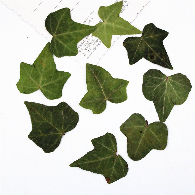 Ivy Leaf Factory Popular Dried Large Ivy Leaves For DIY Decoration Material