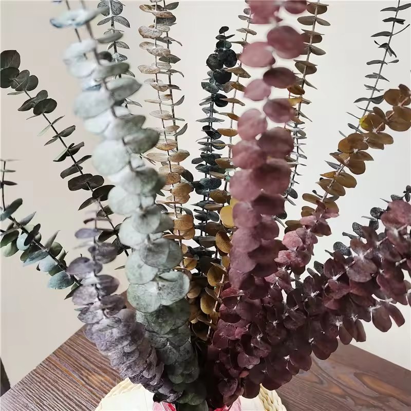 Factory Whosale red Preserved Flowers Plants Dried Eucalyptus Bundle Fresh Eucalyptus Branches