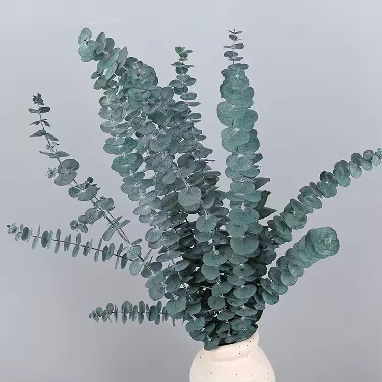 Factory Whosale red Preserved Flowers Plants Dried Eucalyptus Bundle Fresh Eucalyptus Branches