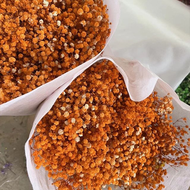 Wholesale Baby Breath Pampas Grass Bouquet Preserved Gypsophila Dried Flowers Multiple Colors Graduation Halloween Easter